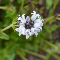 Neanotis monosperma (Wight & Arn.) W.H.Lewis